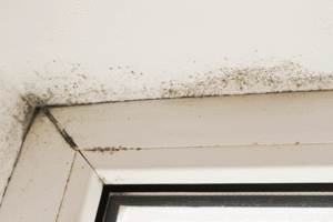 Combat Mold Problems in Your Texas Home