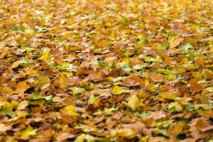 How Fallen Leaves Affect Your HVAC