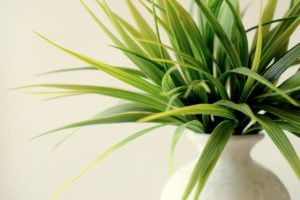 Best Indoor Plants to Improve IAQ