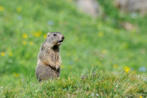 Winter Heating Considerations: Groundhog Day